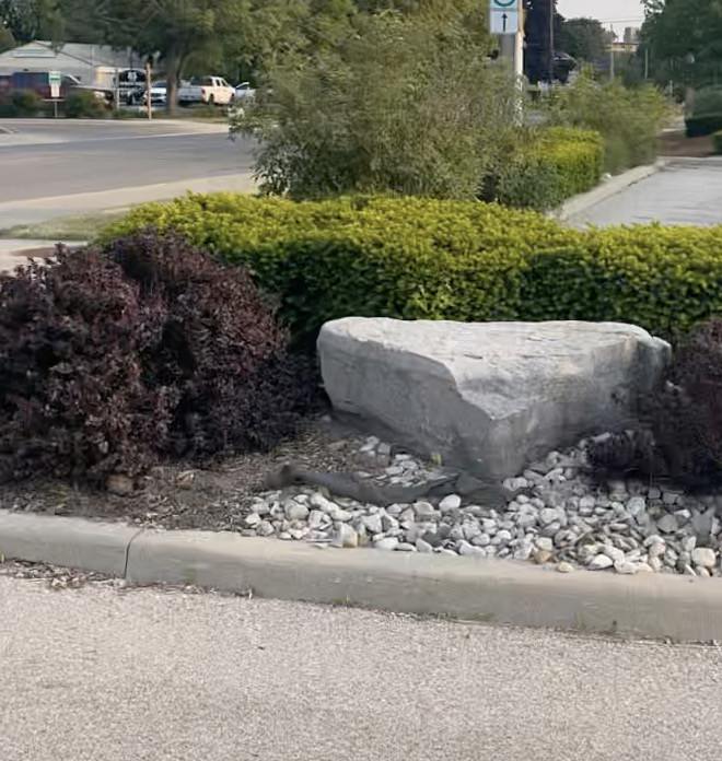 Shrubs planted on property